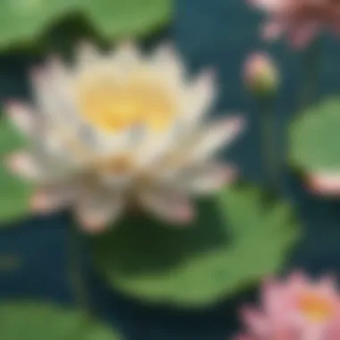 Blooming lotus flower in serene water