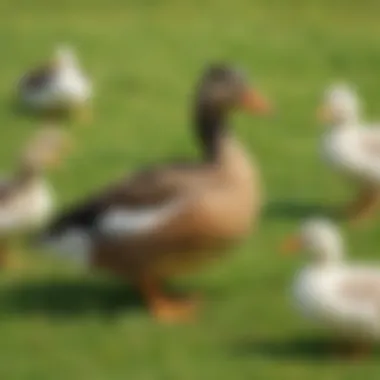 Duck, Duck, Goose Fun Children laughing and playing Duck, Duck, Goose on a grassy field