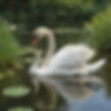 Serene Swan Reflecting in Pond Serene Swan Reflecting in Pond