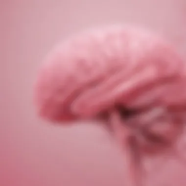 Neurological pathways influenced by pink