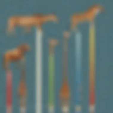 Animal Heights Comparison Bar graph comparing the heights of various animals