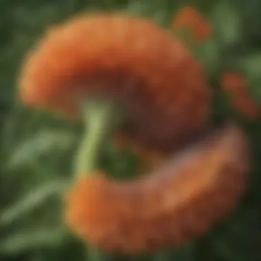 Nature's Mathematical Harmony: The Fibonacci Sequence Revealed Visualization of the Fibonacci sequence in nature and art